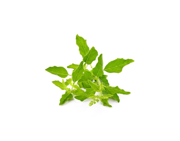 Holy basil on white background