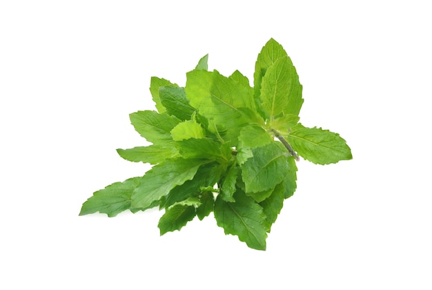 Holy basil on white background.