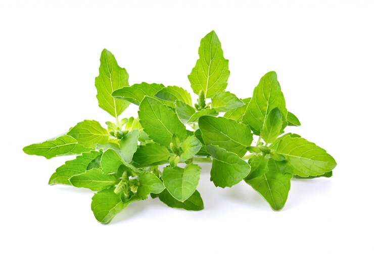 Tulsi
