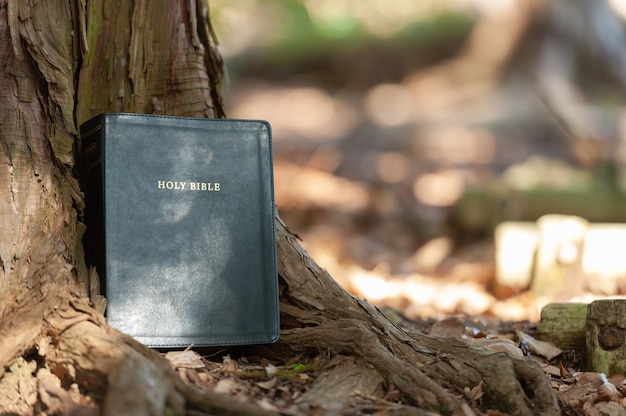 Holy Bible outdoors on the tree trunk and sunlight. Blurred background. Copy space. Horizontal shot.