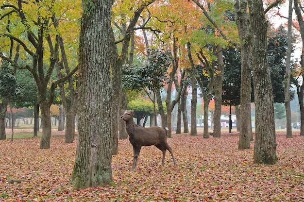 奈良国立公園の聖なる日本鹿