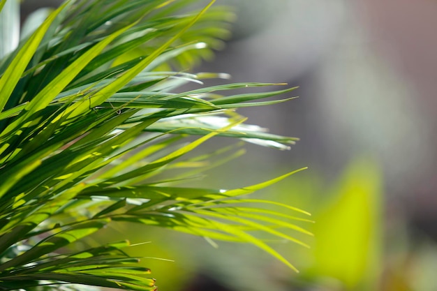 Holy Week Palm Sunday religious symbol