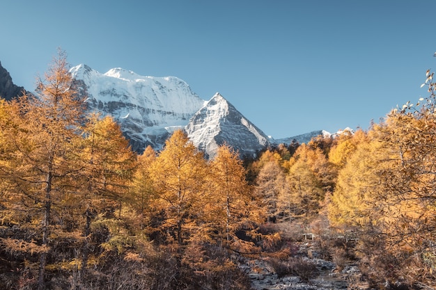 Holy Xiannairi mountain in autumn pine forest at Yading nature reserve