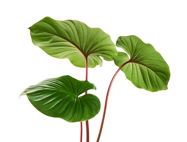 Homalomena foliage, Green leaf with red petioles isolated on white background, with clipping path