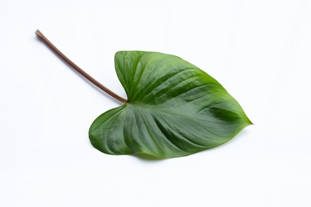 Homalomena rubescens leaf on white background.