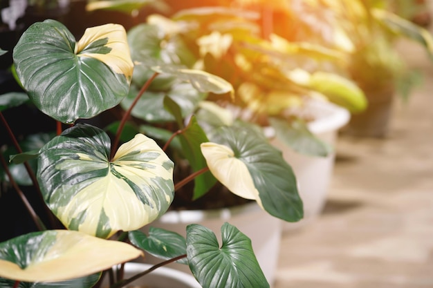Homalomena rubescens variegated는 아름다운 천연 황록색 잎으로 공기를 정화하는 관상용 식물입니다.