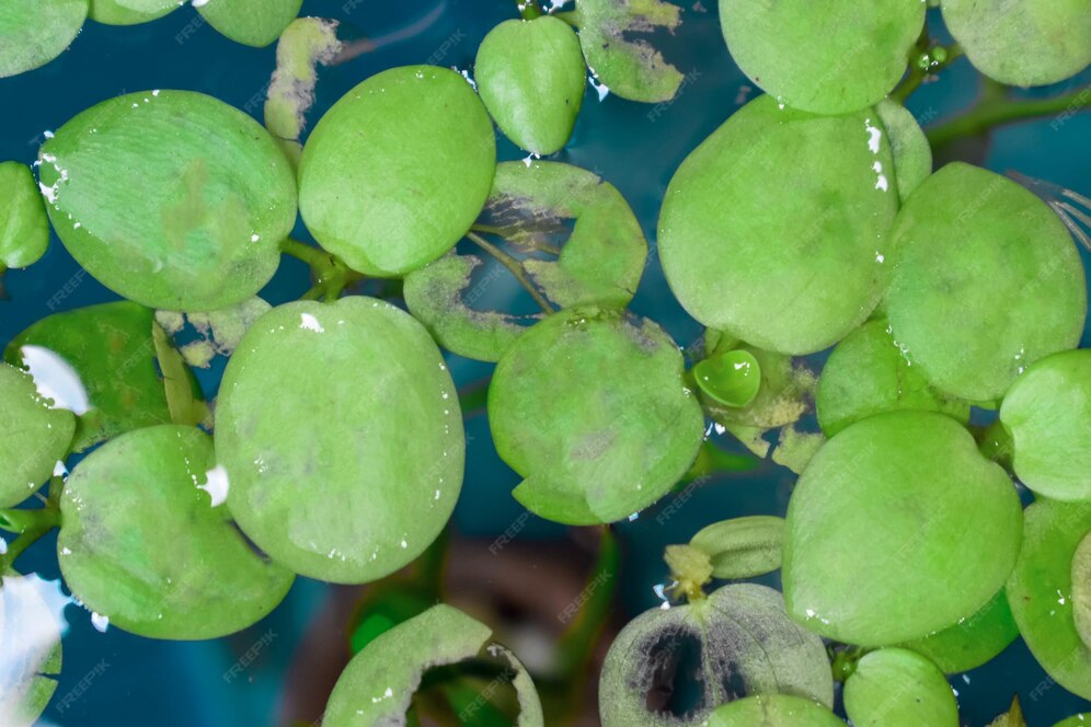 アマゾン フロッグビットまたは limnobium laevigatum と呼ばれるホーム アクアリウム浮遊植物が淡水魚に噛まれる