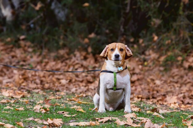 散歩のための家のビーグル犬の男性