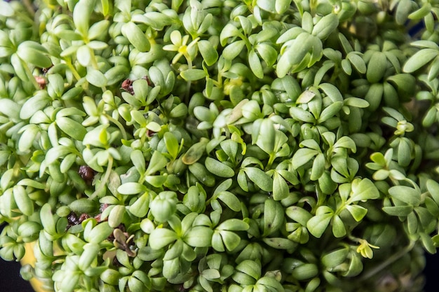 home breeding of green cress in a dark blue cup for Easter