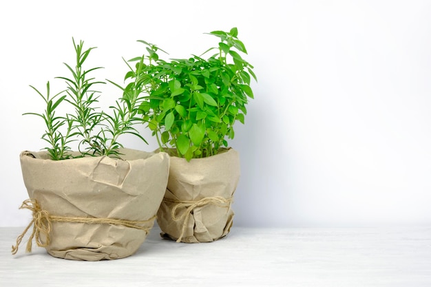 Home cultivation of herbs. Potted basil and rosemary plants are on the table. Copy space.