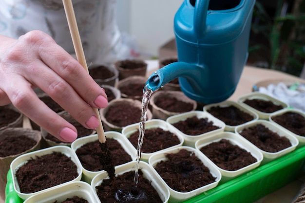 Foto coltivazione domestica di piantine per piena terra