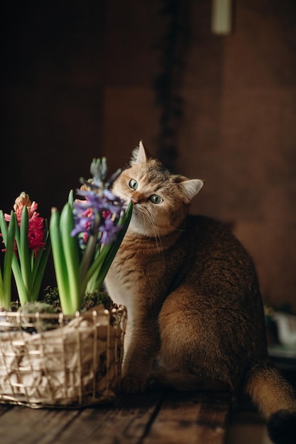 暗い背景に緑の目を持つ家のかわいい生姜猫は、木製のテーブルの上の花を嗅ぎます