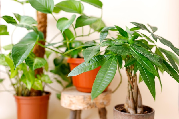 写真 家の装飾と木の恋人のコンセプト観葉植物