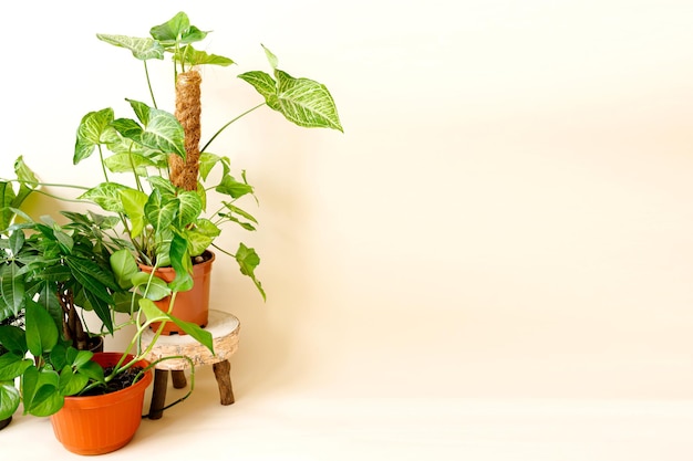 家の装飾と木の恋人のコンセプト観葉植物