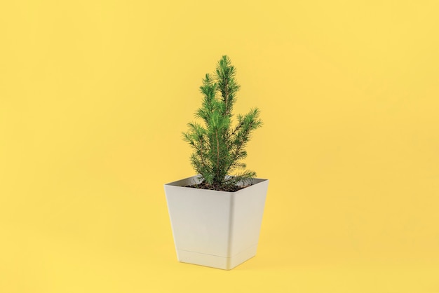 A home domestic pine tree plant in the pot isolated against the colorful surface,