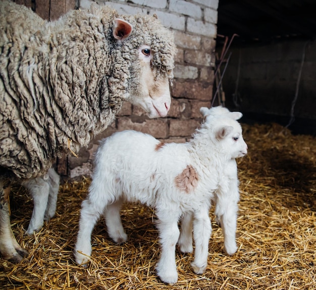 A home farm for the production of wool livestock the ranch\
animal husbandrya group of sheep and small lambs are standing in a\
barn agriculture sheep breeding