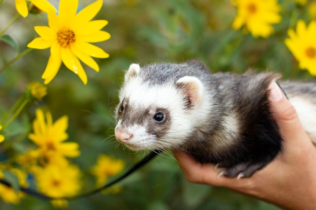 Home ferret outside with dendelion flower