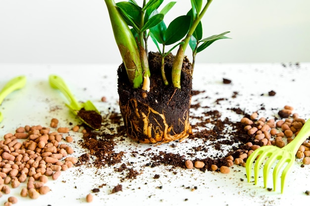 The home flower has grown and needs to be transplanted into a large pot Hobby for flower care