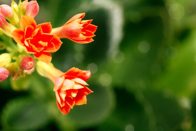 Home flower orange blooming Kalanchoe on a green background Orange blooming Kalanchoe close up