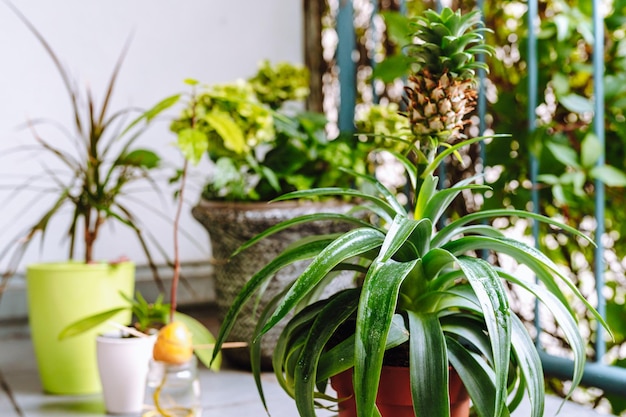 Foto giardino domestico sul balcone con piante esotiche in vasi da fiori