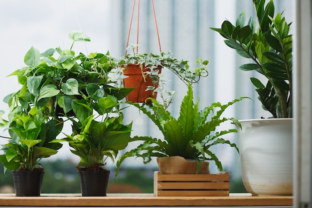 Home and garden concept with Zanzibar Gem, English ivy,Asplenium nidus, pothos . Houseplant on balcony  with building background