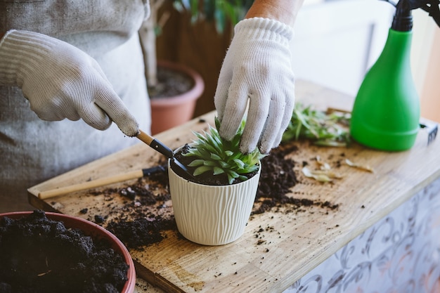 ホームガーデン。観葉植物の共生。多肉植物、繁殖多肉植物を移植する方法