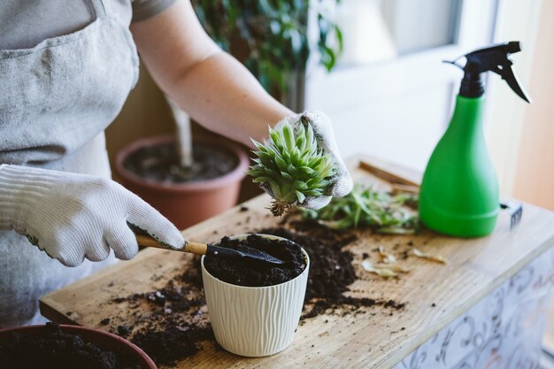 ホームガーデン。多肉植物を移植して繁殖させる方法。女性の庭師