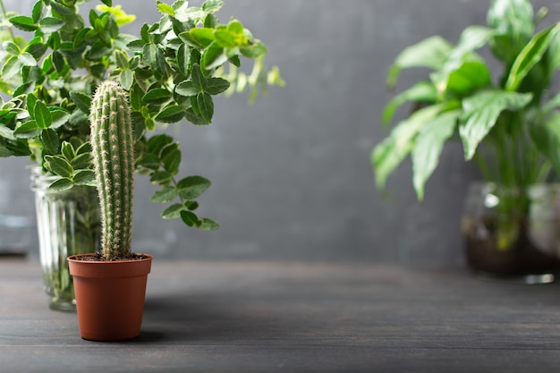 Home garden plants with cactus and small greens on wooden background