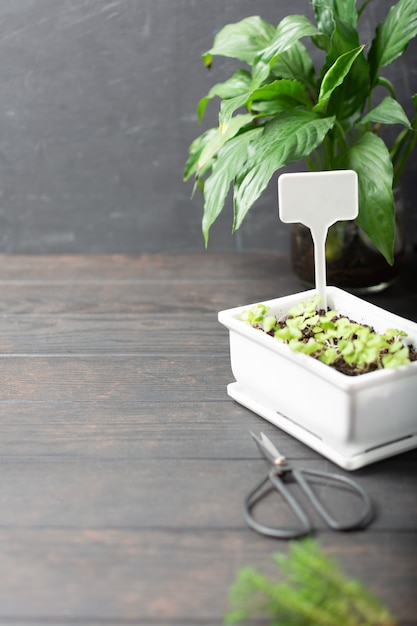 Home garden plants with cactus and small greens on wooden background