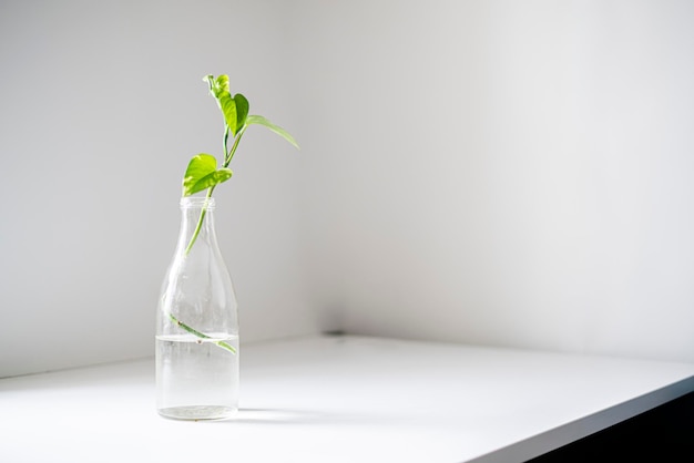 A the home garden a simple glass bottle with a plant on the shelf at homeminimalist concept style