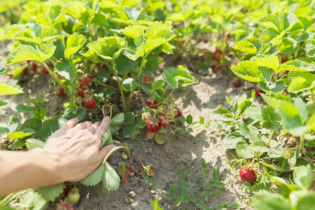 Photo home garden strawberries, bushes with berries. the cultivation of organic food, hobbies