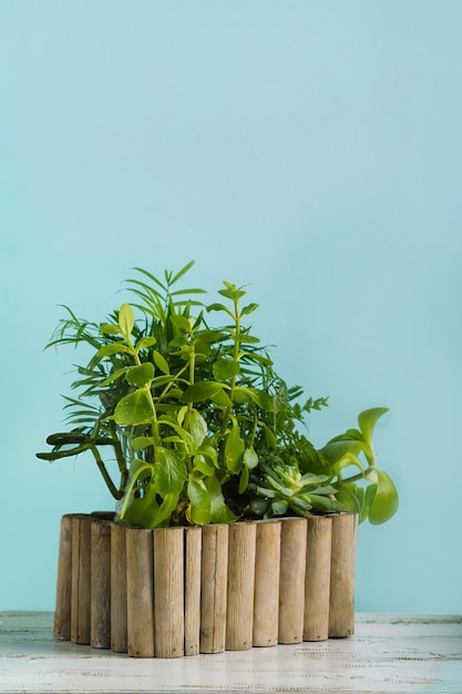 home garden with potted plants