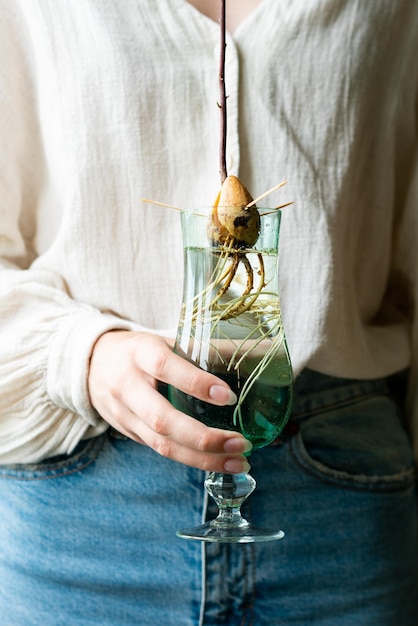 Home gardening concept Unrecognizable woman holding retro jar with avocado plant growing in water