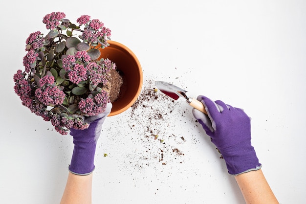 Concetto di giardinaggio domestico con piantagione di piante succulente