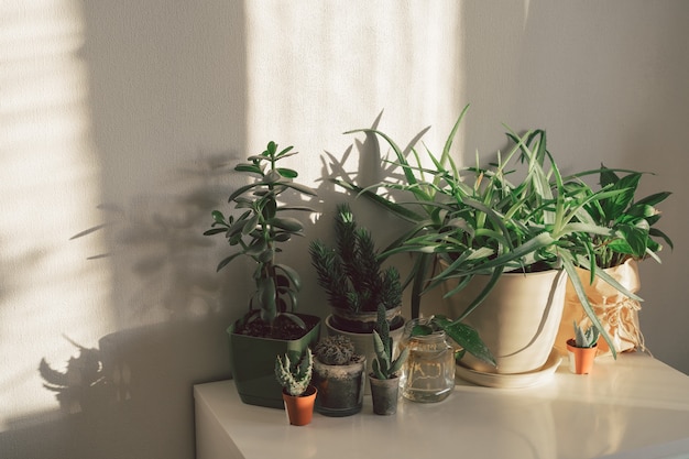 사진 다양한 화분, 다육 식물, 흰 벽과 가정 원예 개념