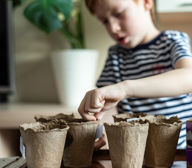 Home gardening the gardener's hands are planting seasonal seedlings in eco pots a redhaired boy child in a striped tshirt Hobbies and daily activities