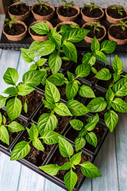 Home gardening Growing organic products yourself Seedlings of peppers in pots