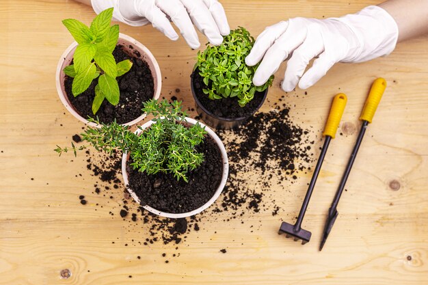 Home gardening. Hands with gloves planted herbs in pots