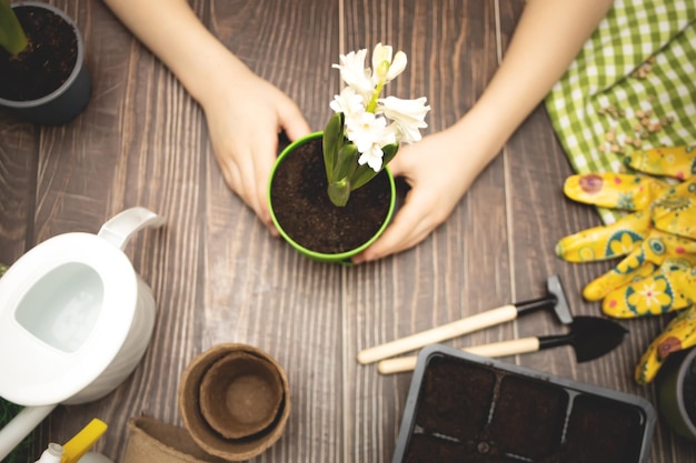 Home gardening little kid girl helping to care for home plants green environment at home