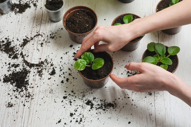 家のガーデニング植栽観葉植物