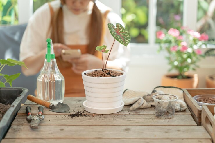 Home gardening and planting tree at botanic garden for sell online. Asian woman relax and lifestyle in spring season.