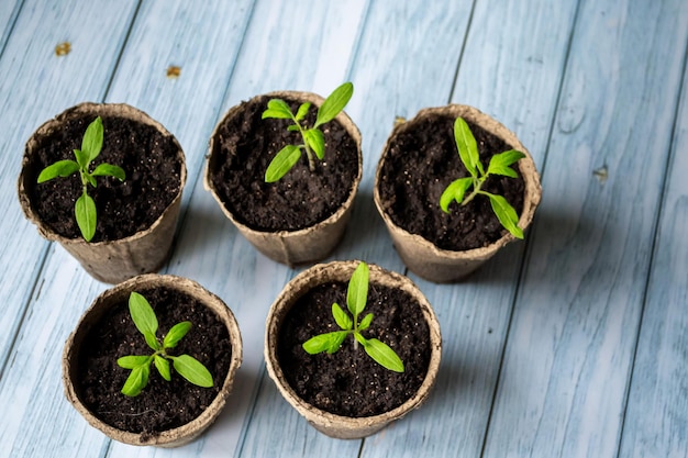 Home gardening, seedling growing. Composition on blue wooden background.