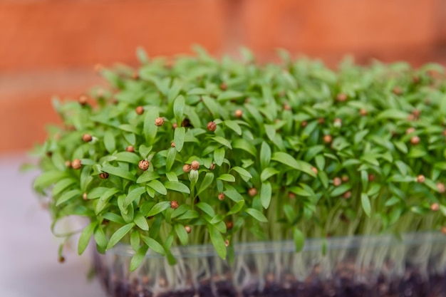 Photo home gardening succulent organic micro greens in a plastic box