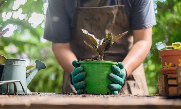 Home gardening when Lock down and Self-quarantine. Recreation activity at botanic garden during the Corona virus crisis. Stay home for relax and Social distancing.