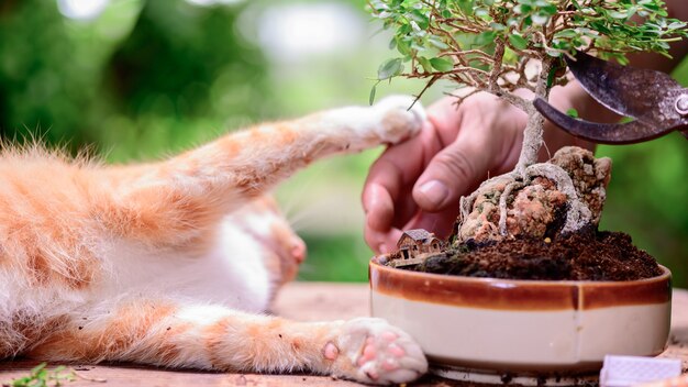 ロックダウン時の猫との家庭菜園と自己検疫。コロナウイルス危機時の植物園でのレクリエーション活動。リラックスして社会的な距離を置くために家にいてください。