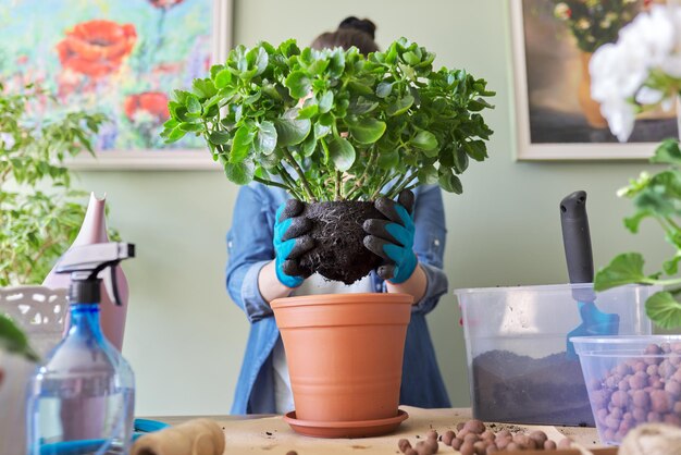 Photo home green friends in pots, jungle in the apartment, green trend. woman transplanting kalanchoe plant into a larger pot using a shovel and soil