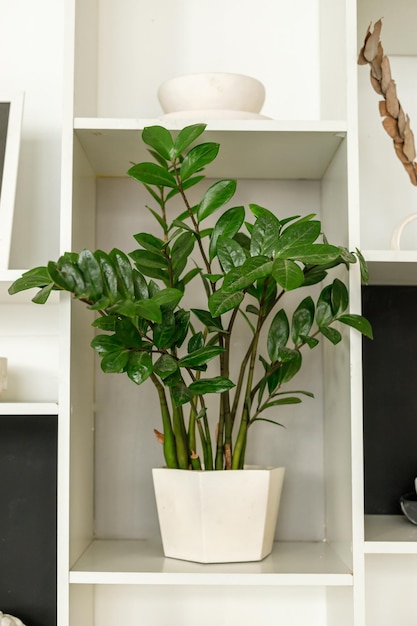 Home green plant in a shelf on a shelf in the interior High quality photo