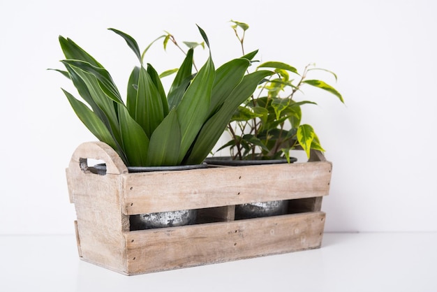 Photo home green plants in wooden box