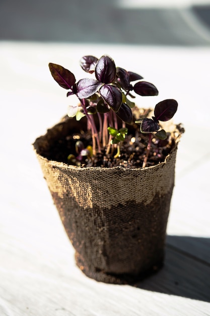 Home growing purple basil herb In peat pot