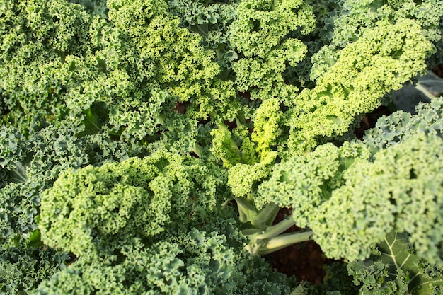 Foto home grown organic dwarf curly leaf kale